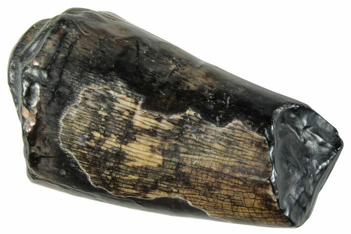 Dinosaur-Eating Crocodile (Sarcosuchus) Tooth - Niger #282101